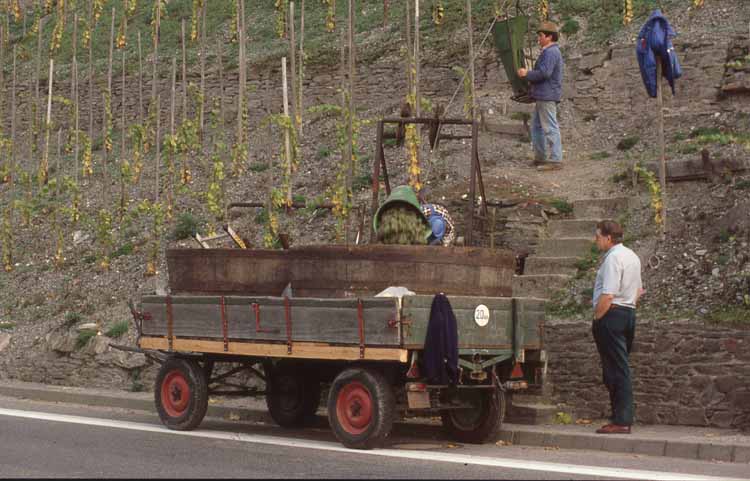 grape harvesting